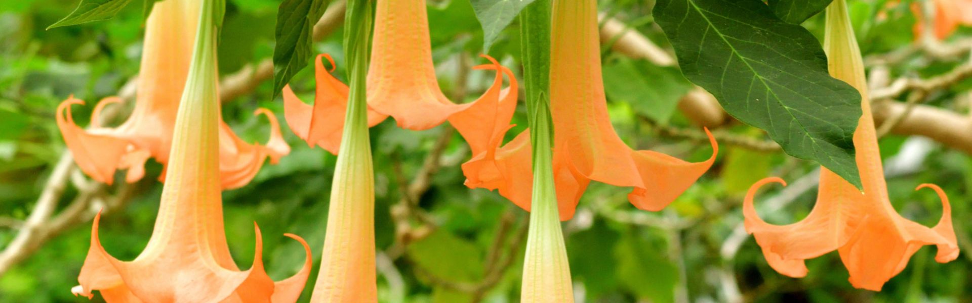 Plantes Toxiques