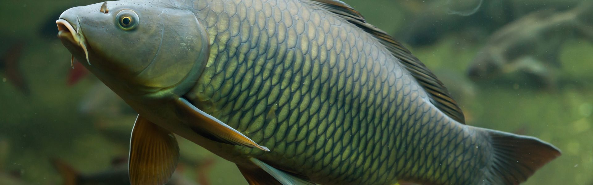 Les carpes victimes de la maladie du sommeil 