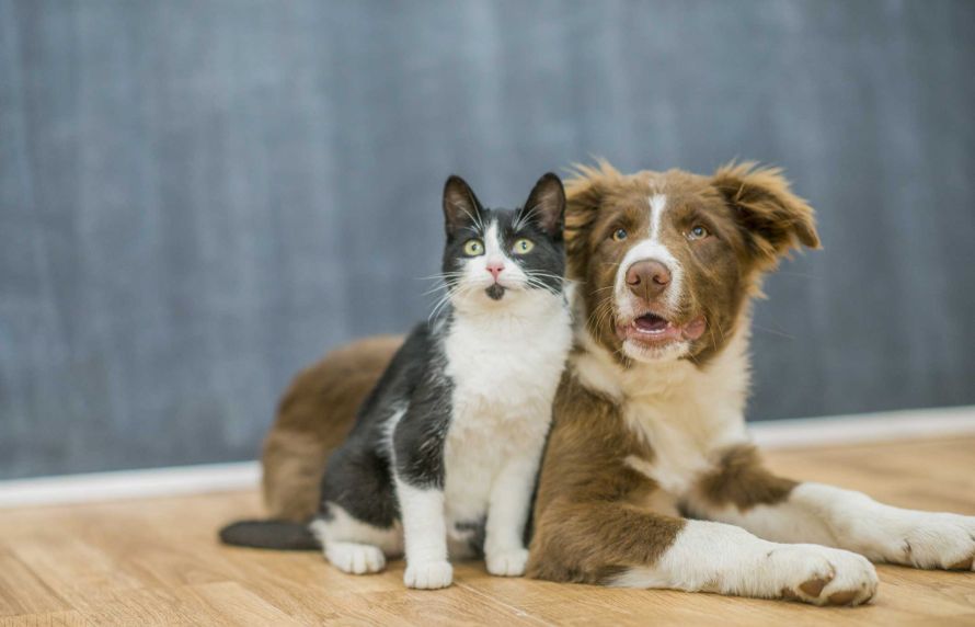 un chat et un chien